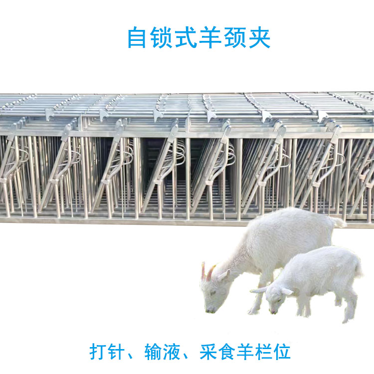 羊颈夹5.jpg