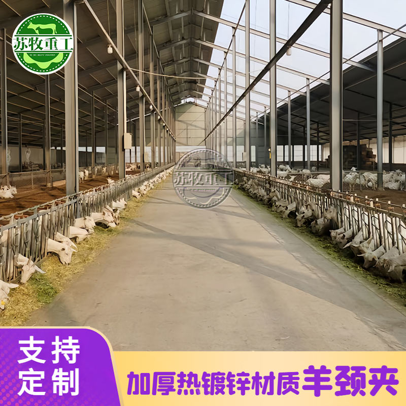 苏牧羊颈夹主图2.jpg