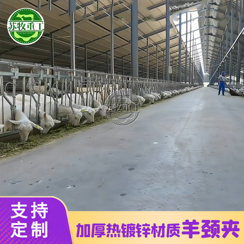 苏牧羊颈夹主图1.jpg